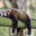 Red panda lying stretched out on a bamboo branch, representing ADHD daytime sleepiness and mid-day fatigue.