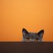 Gray cat with orange eyes peeking over a dark surface against an orange background representing learning to overcome shyness with ADHD by stepping out of your comfort zone.
